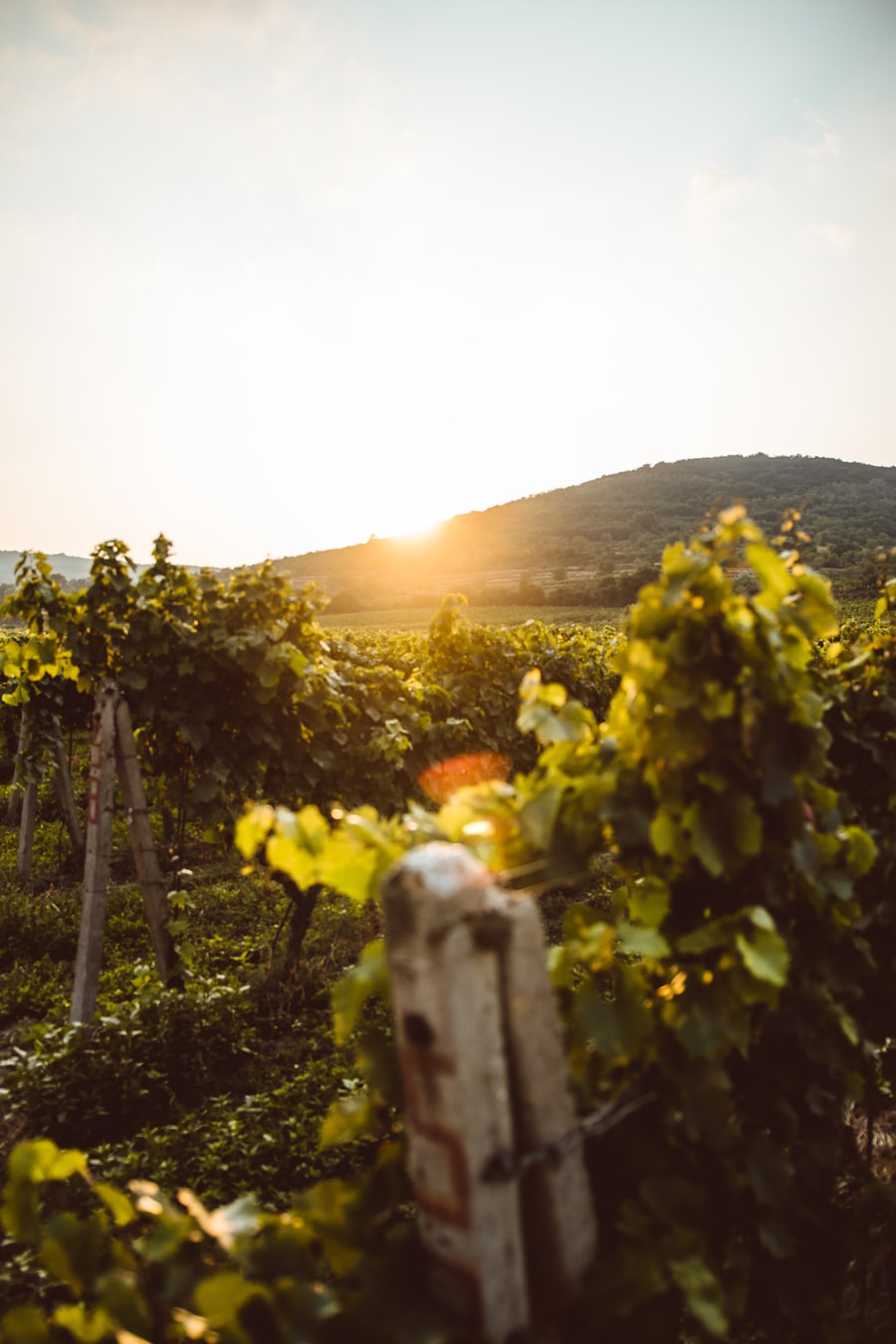 Sunlight over rows of grape vines in a vineyard.